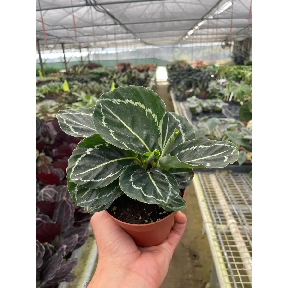 Calathea ’Green Goddess’ - House Plant Shop