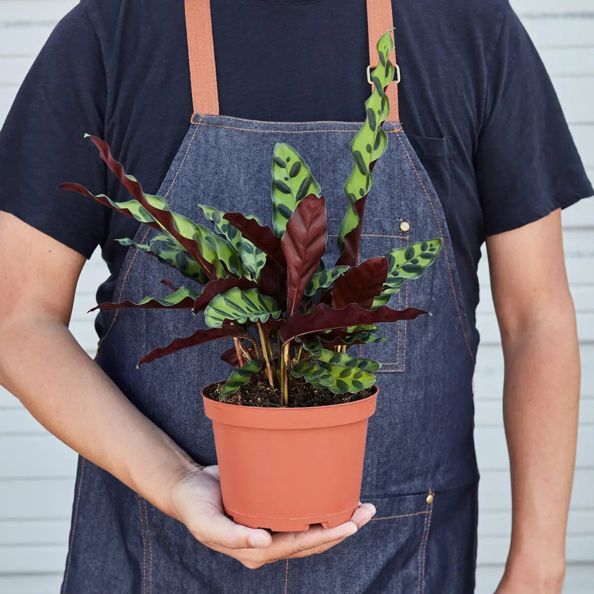 Calathea Lancifolia Plant - ’Rattlesnake’ - House Plant Shop