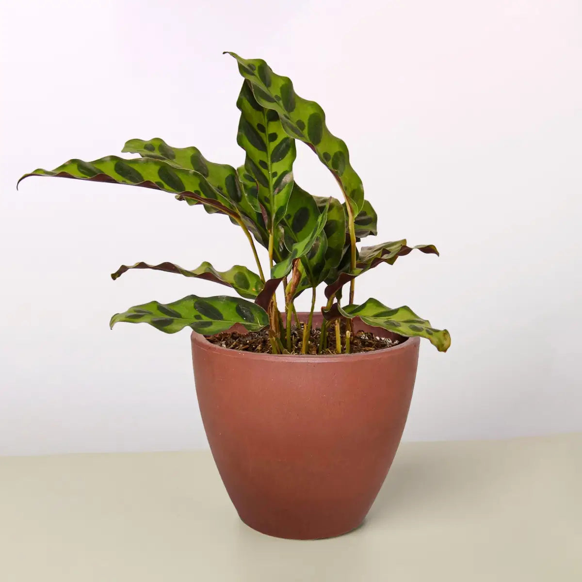 Calathea Lancifolia Plant - ’Rattlesnake’ - House Plant Shop