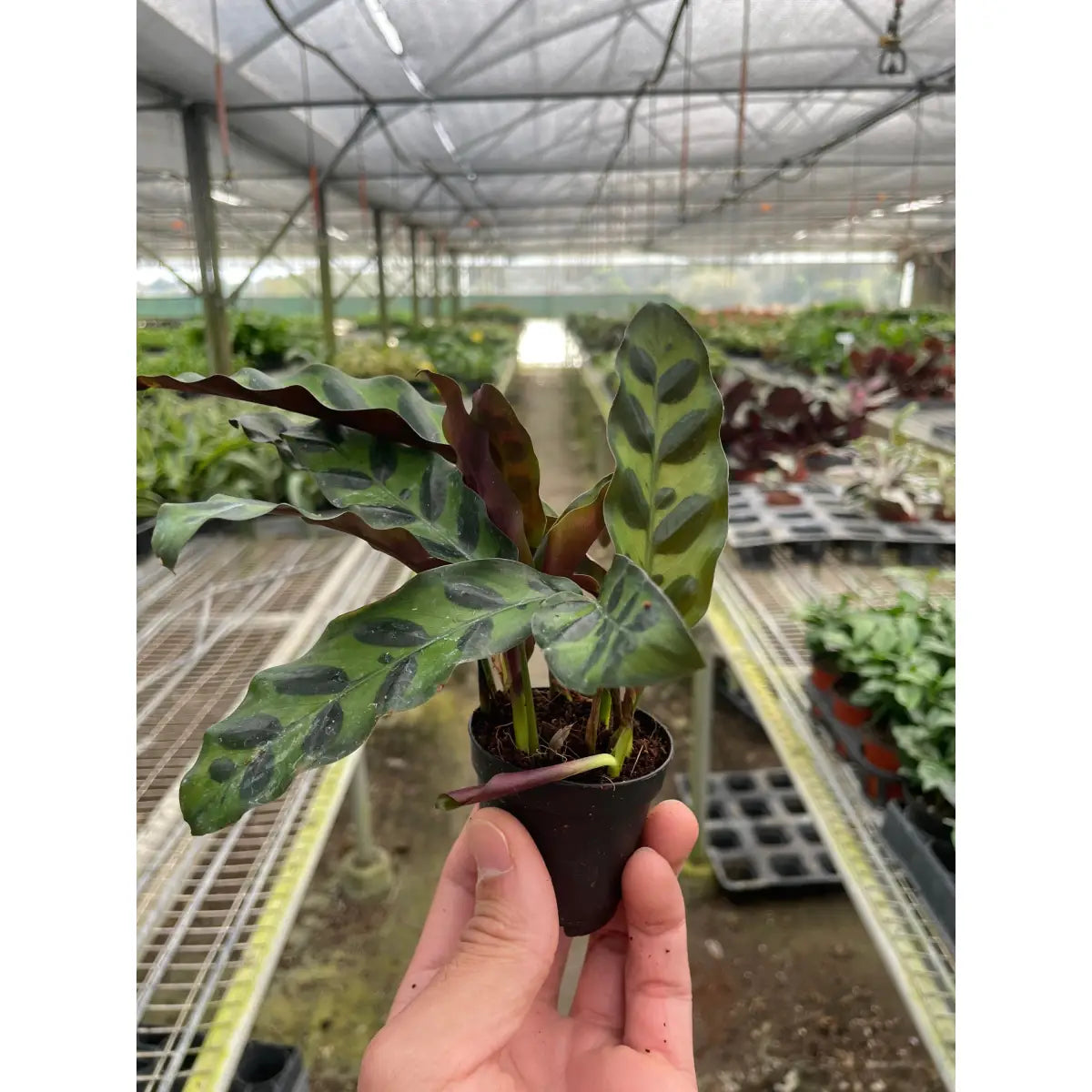Calathea Lancifolia Plant - ’Rattlesnake’ - House Plant Shop