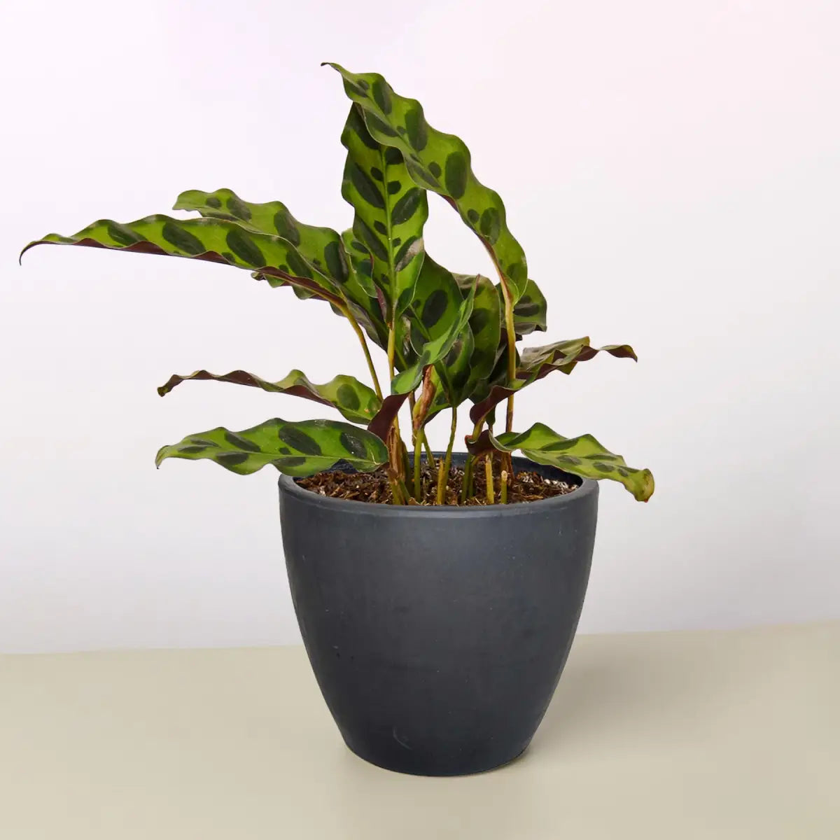 Calathea Lancifolia Plant - ’Rattlesnake’ - House Plant Shop