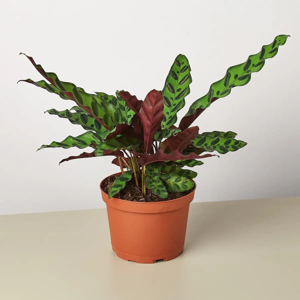 Calathea Lancifolia Plant - ’Rattlesnake’ - House Plant Shop