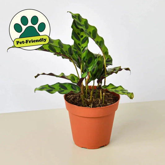 Calathea Lancifolia Plant - ’Rattlesnake’ - House Plant Shop