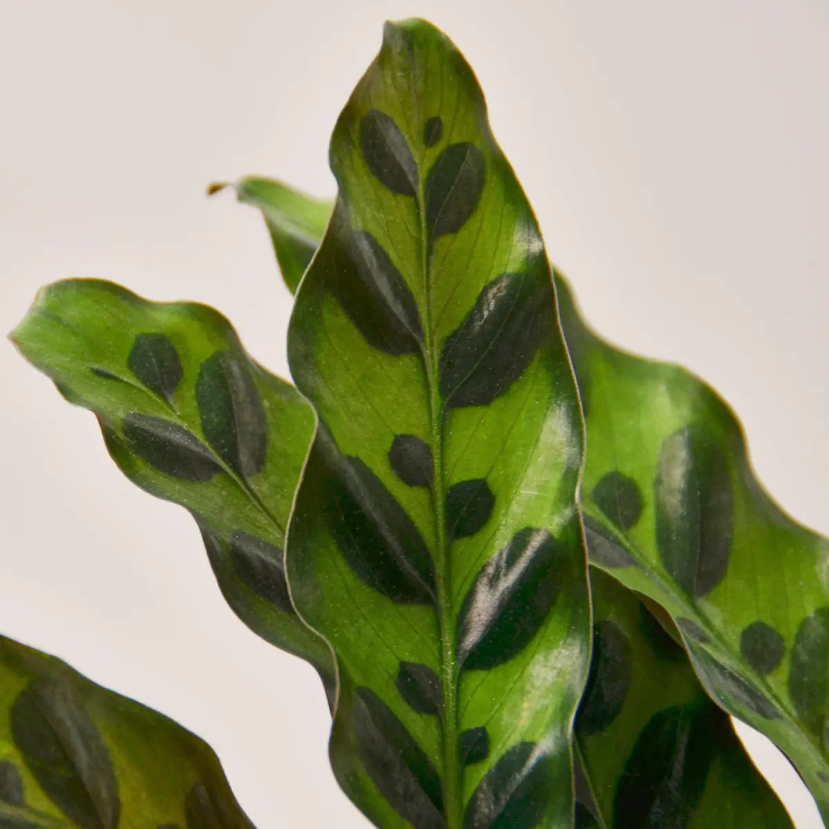 Calathea Lancifolia Plant - ’Rattlesnake’ - 2’’ Pot / Nursery Pot - House Plant Shop