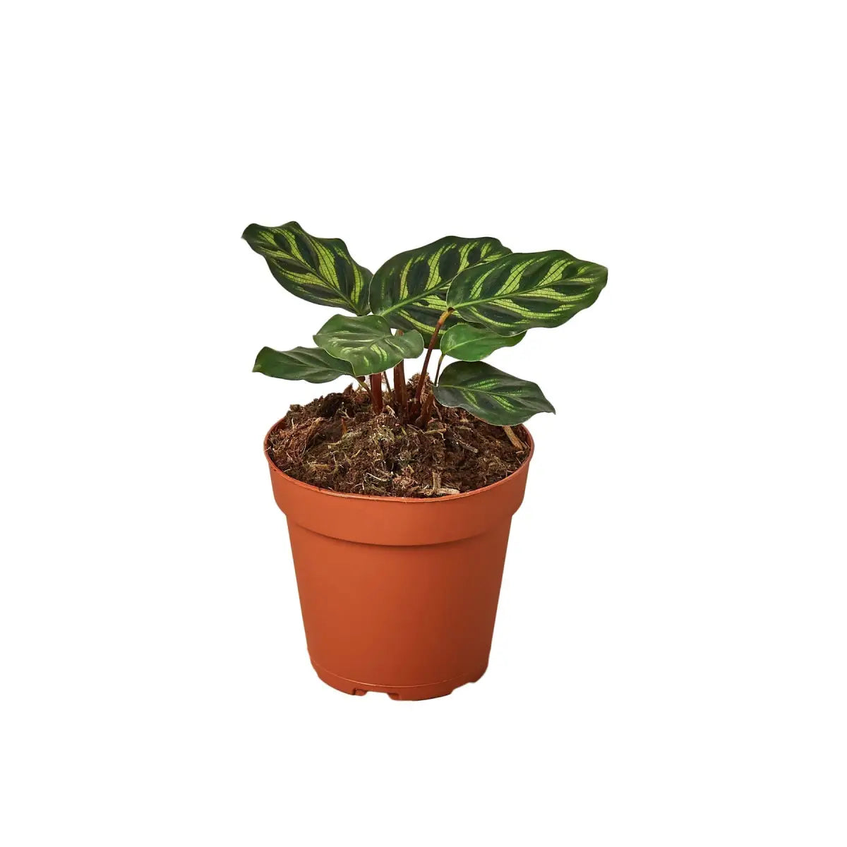 Rattlesnake Plant - Calathea ’Makoyana’ - House Plant Shop