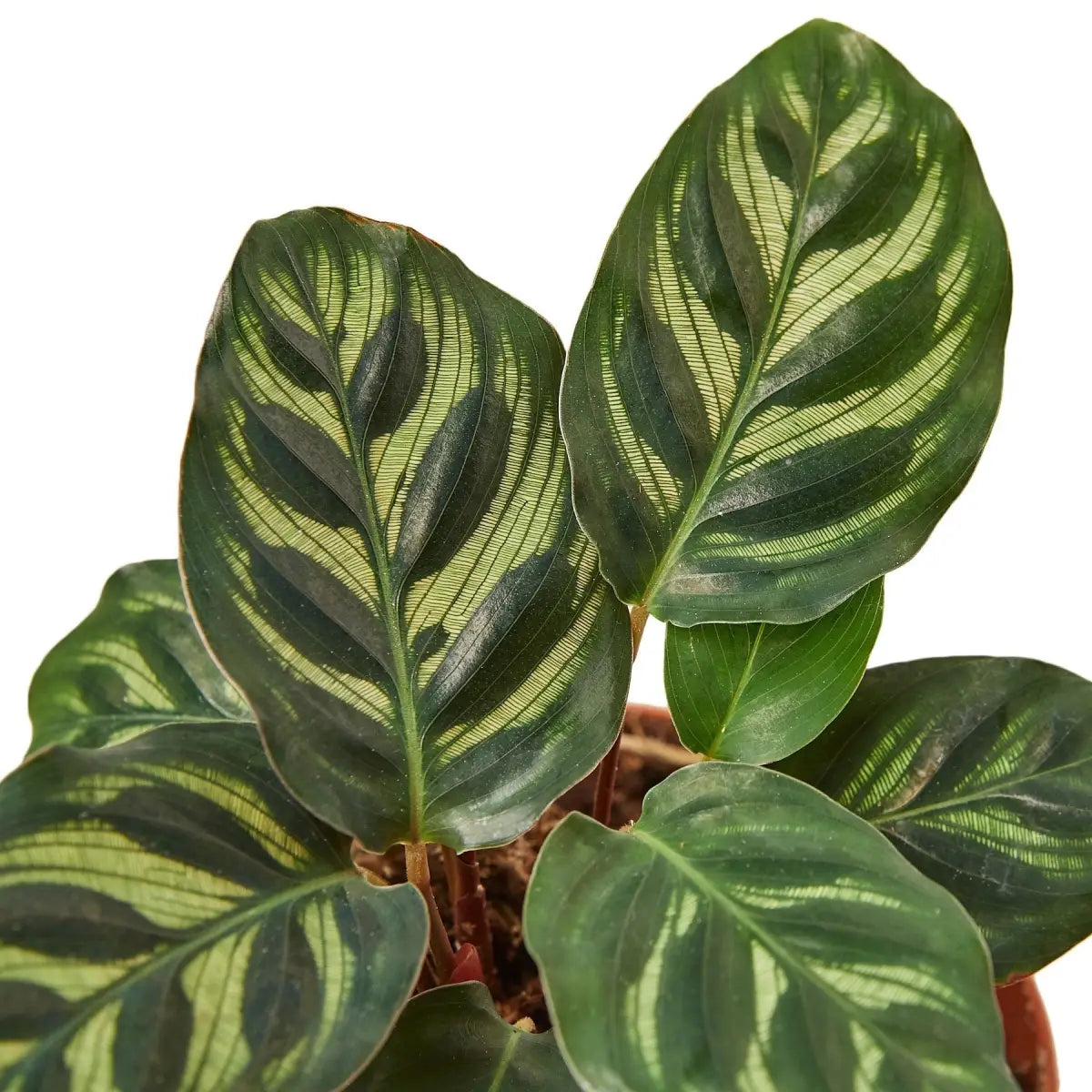 Rattlesnake Plant - Calathea ’Makoyana’ - 2’’ Pot - House Plant Shop