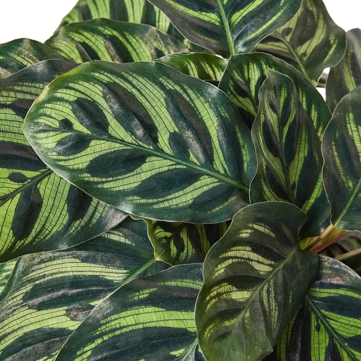 Rattlesnake Plant - Calathea ’Makoyana’ - House Plant Shop