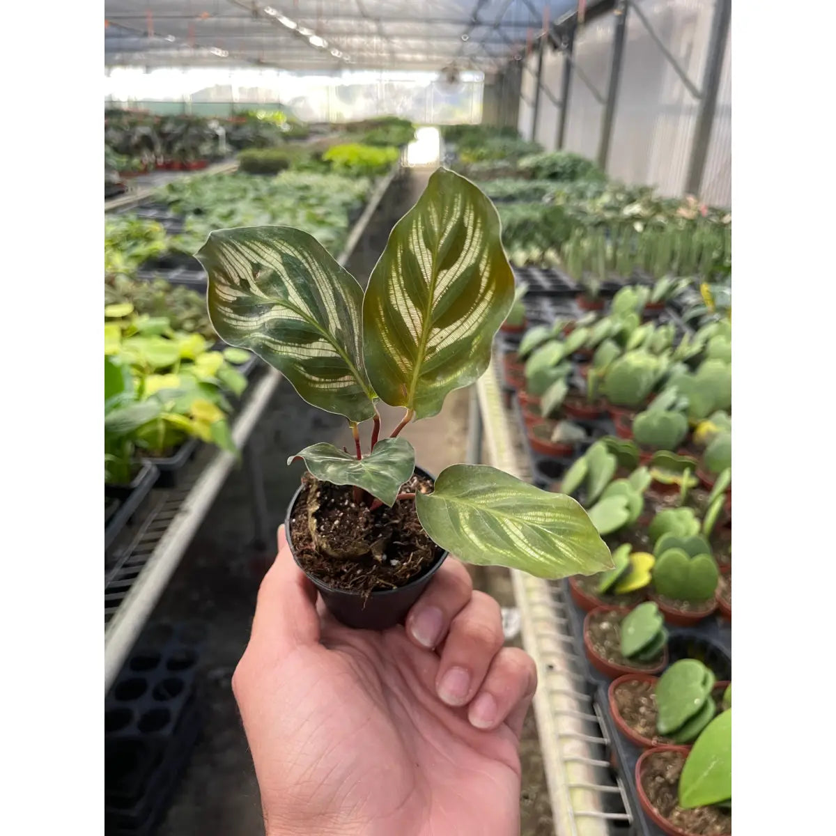 Rattlesnake Plant - Calathea ’Makoyana’ - House Plant Shop