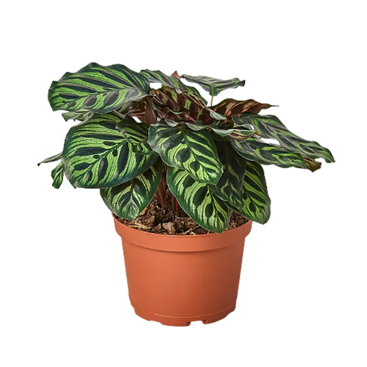 Rattlesnake Plant - Calathea ’Makoyana’ - House Plant Shop