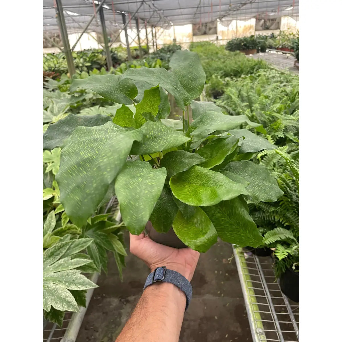 Calathea ’Musaica’ - House Plant Shop