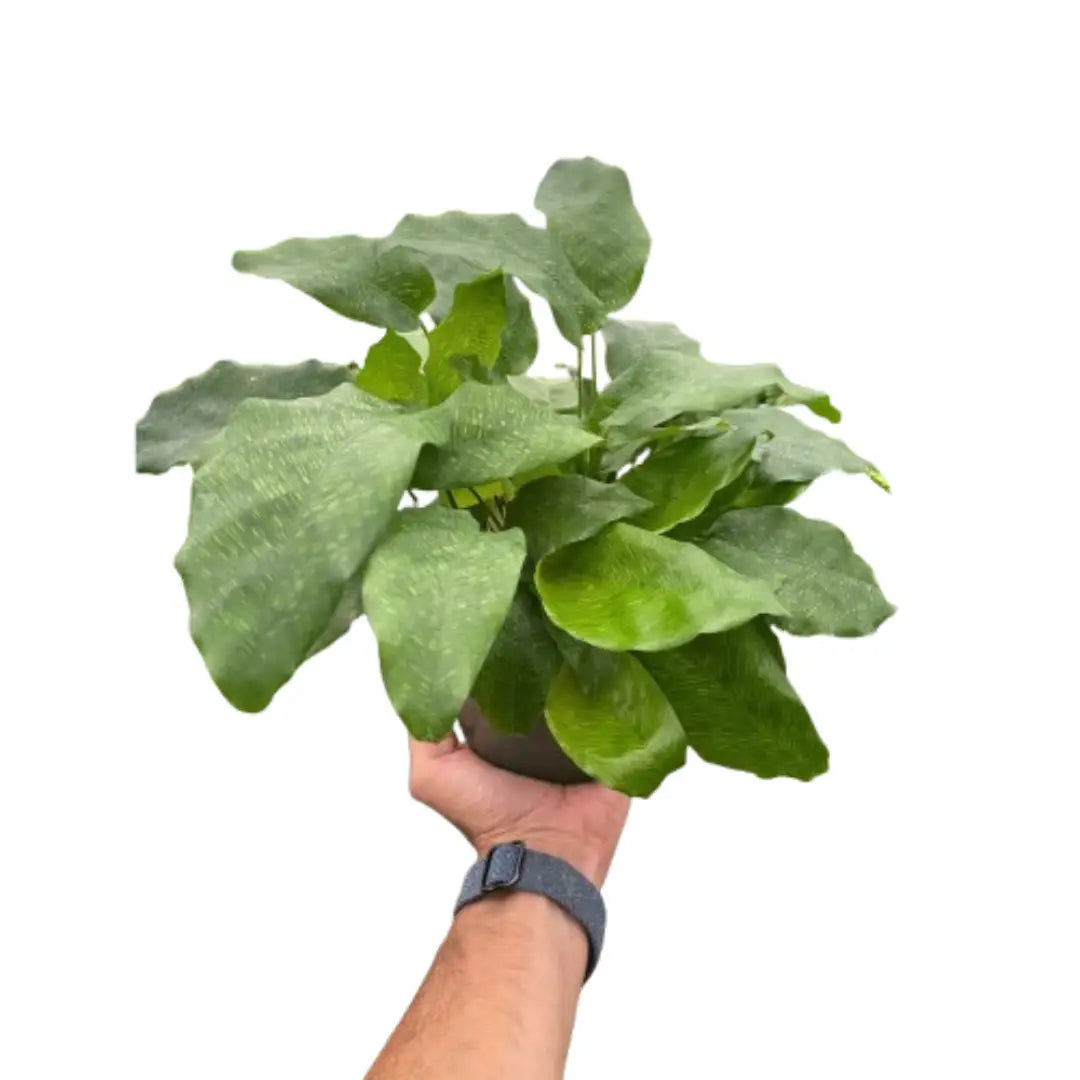 Calathea ’Musaica’ - House Plant Shop