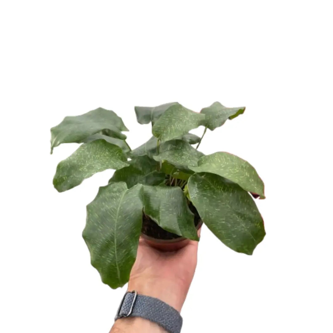 Calathea ’Musaica’ - House Plant Shop
