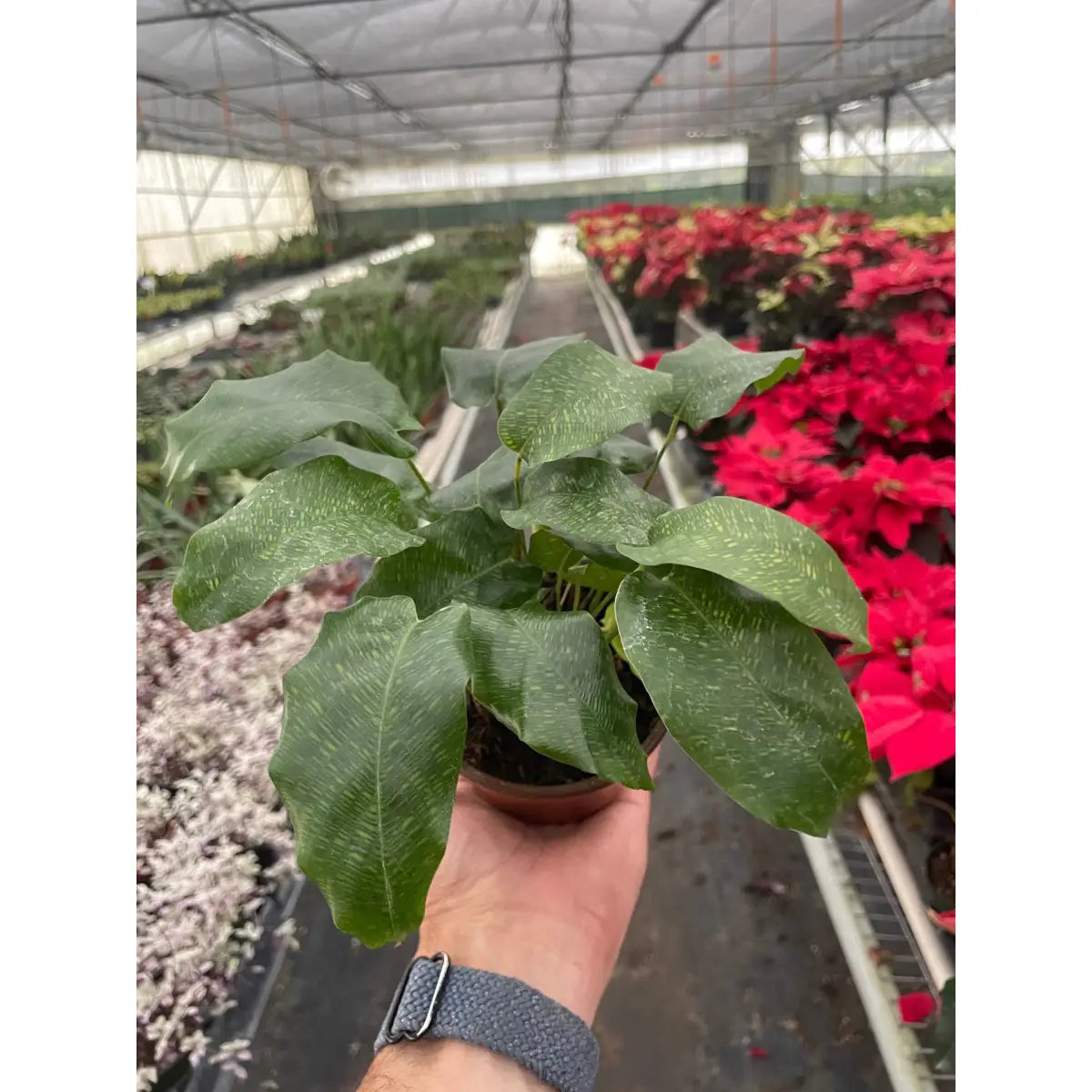 Calathea ’Musaica’ - House Plant Shop