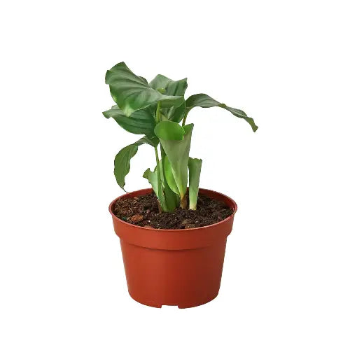 Calathea ’Orbifolia’ Plant - 4’’ Pot - House Plant Shop