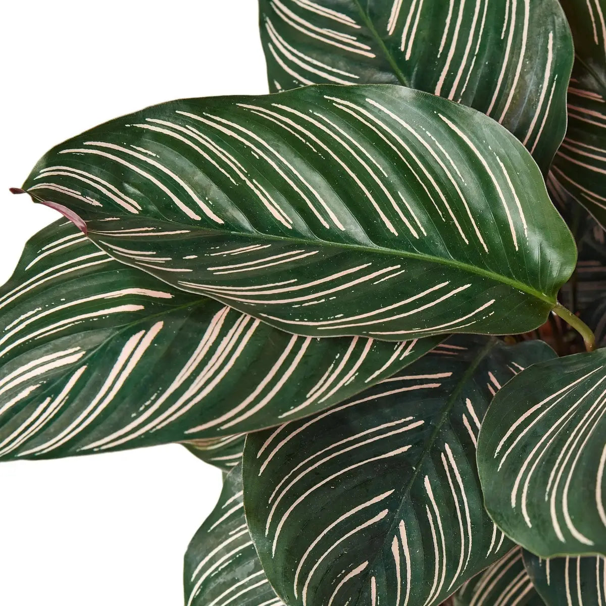 Calathea ’Ornata’ - House Plant Shop
