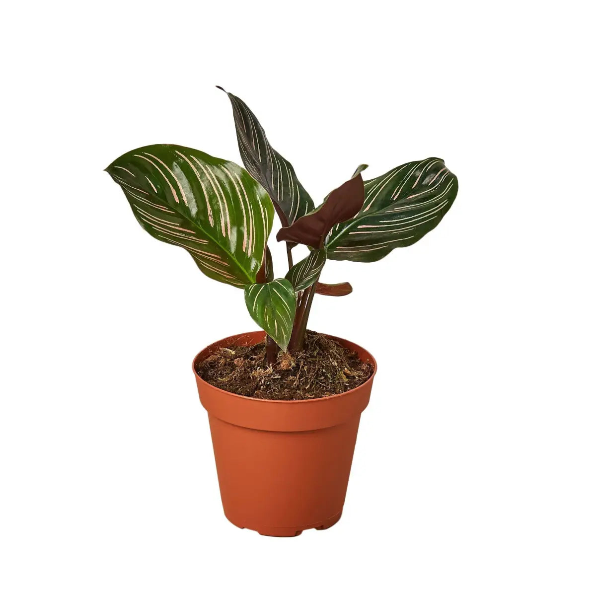 Calathea ’Ornata’ - House Plant Shop