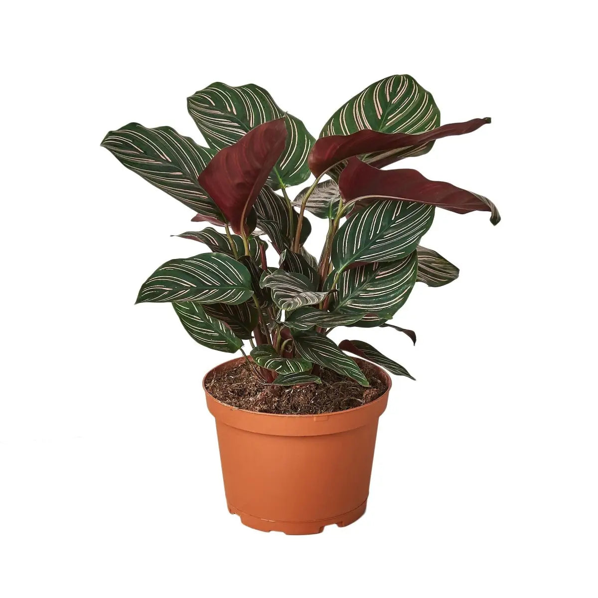 Calathea ’Ornata’ - House Plant Shop