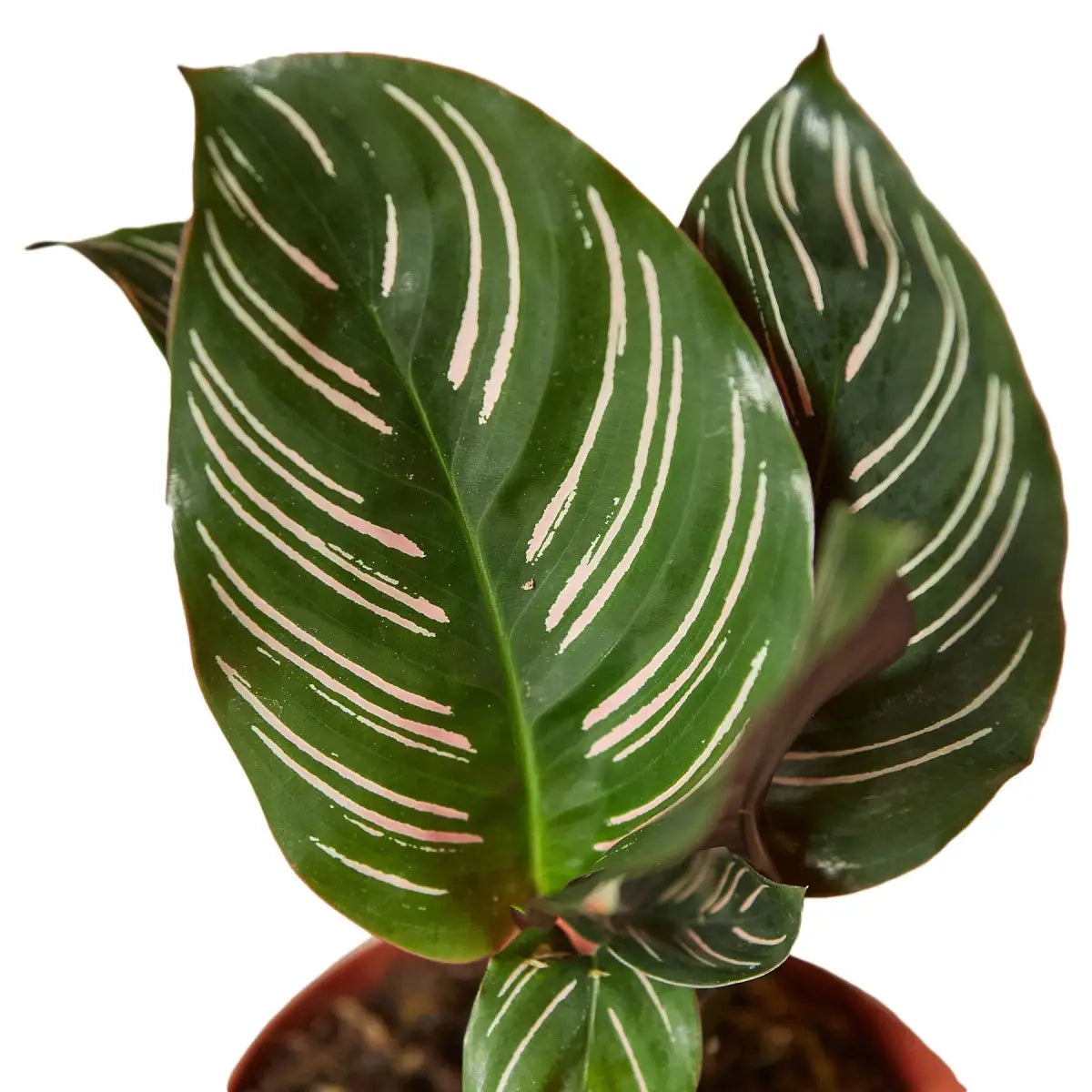 Calathea ’Ornata’ - House Plant Shop