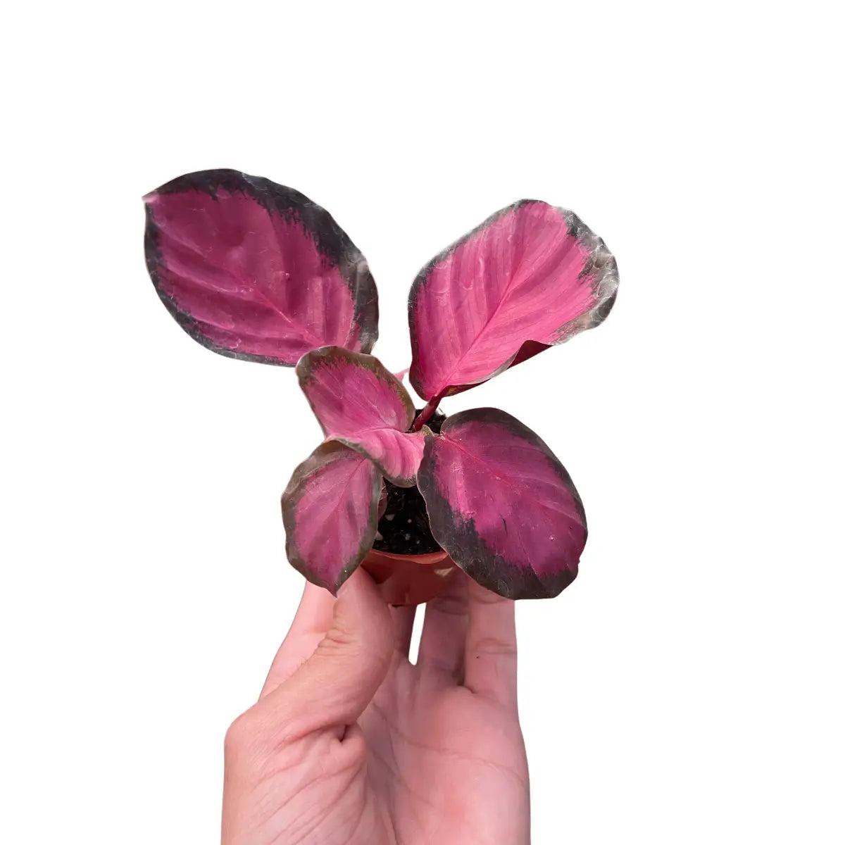 Calathea Plant - ’Purple Rose’ - House Plant Shop