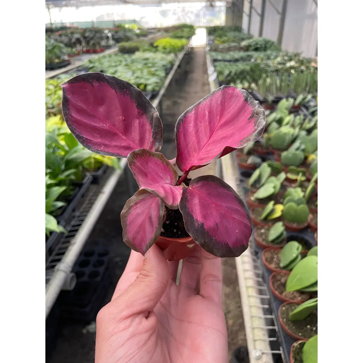 Calathea Plant - ’Purple Rose’ - House Plant Shop