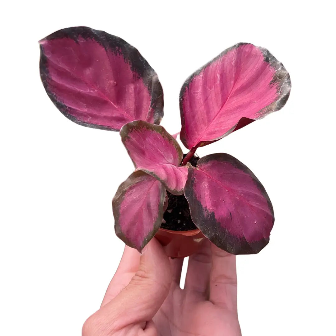Calathea Plant - ’Purple Rose’ - House Plant Shop