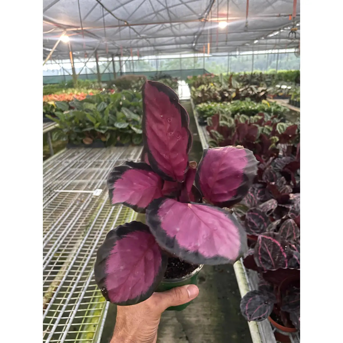 Calathea Plant - ’Purple Rose’ - House Plant Shop