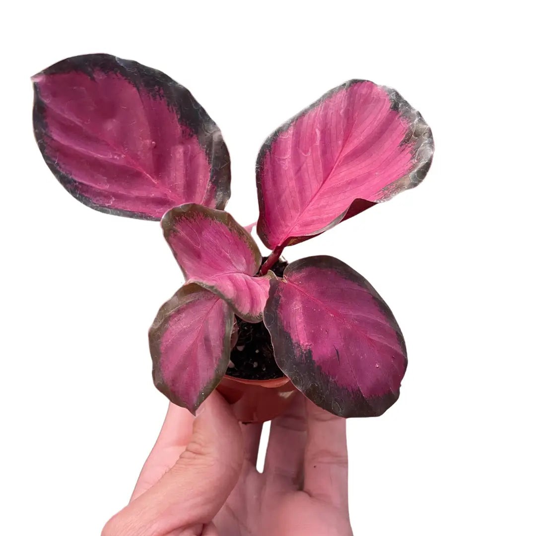 Calathea Plant - ’Purple Rose’ - 2’’ Pot - House Plant Shop