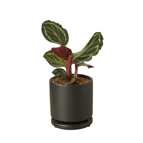 Calathea Roseopicta Plant - ’Medallion’ - House Plant Shop