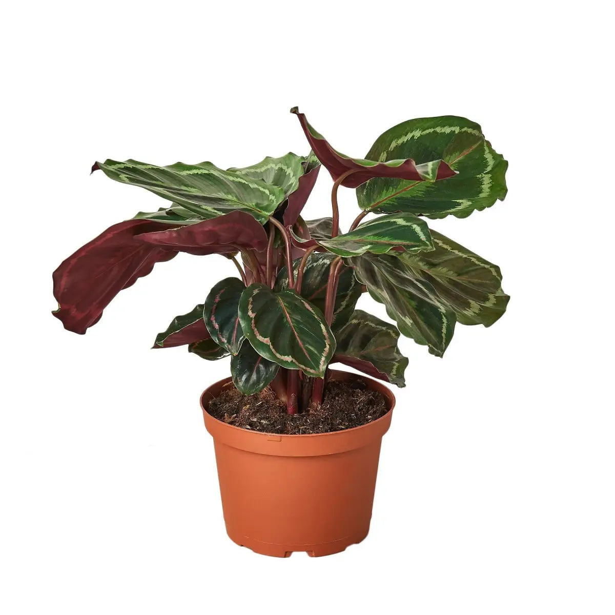 Calathea Roseopicta Plant - ’Medallion’ - House Plant Shop