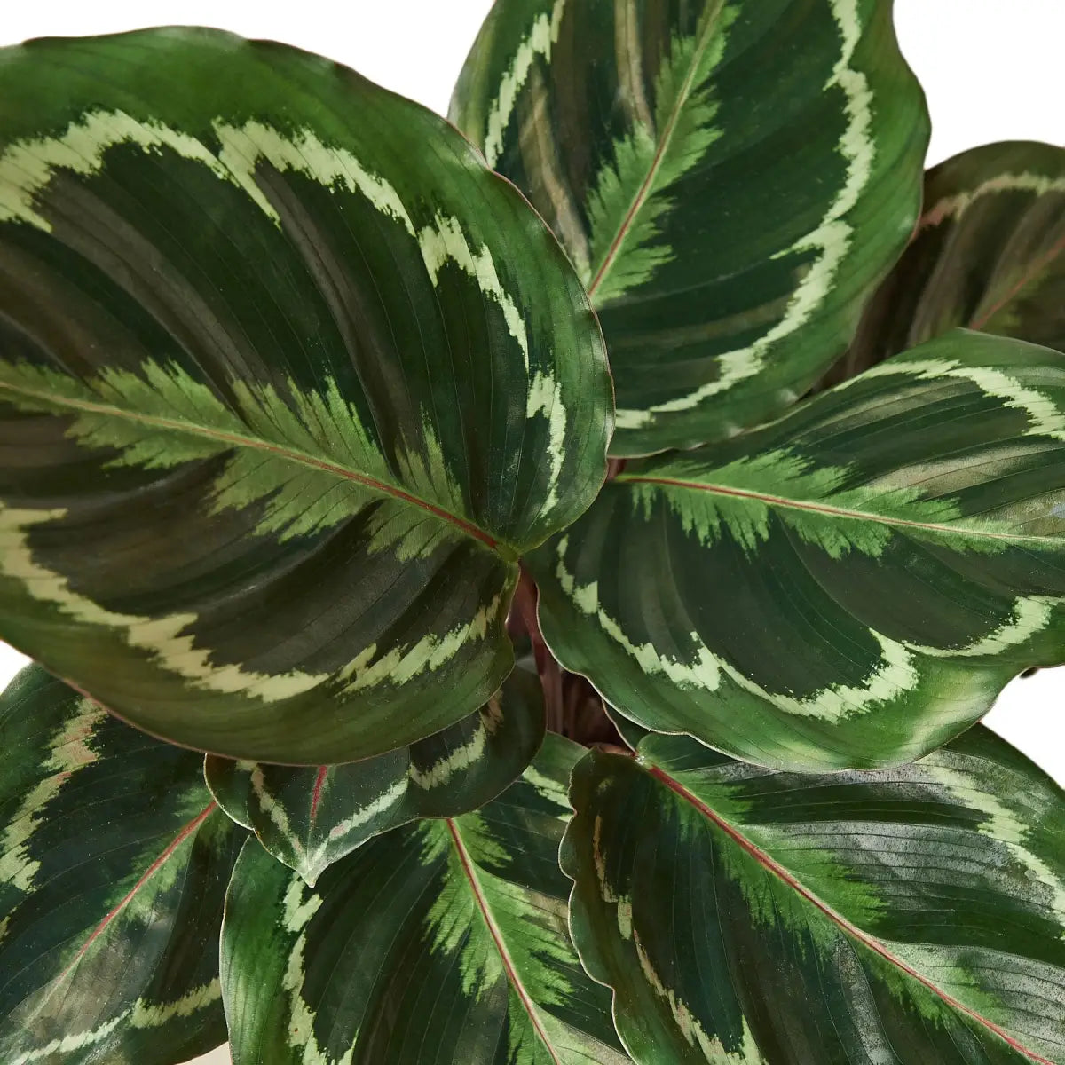Calathea Roseopicta Plant - ’Medallion’ - 4’’ Pot / Nursery Pot - House Plant Shop