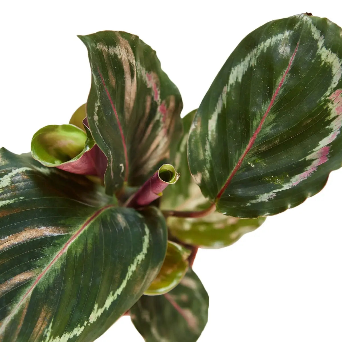 Calathea Roseopicta Plant - ’Medallion’ - House Plant Shop