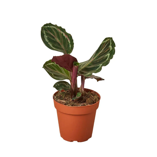 Calathea Roseopicta Plant - ’Medallion’ - House Plant Shop