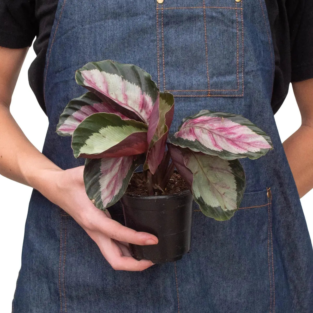 Calathea Roseopicta ’Silvia’ Plant - House Plant Shop