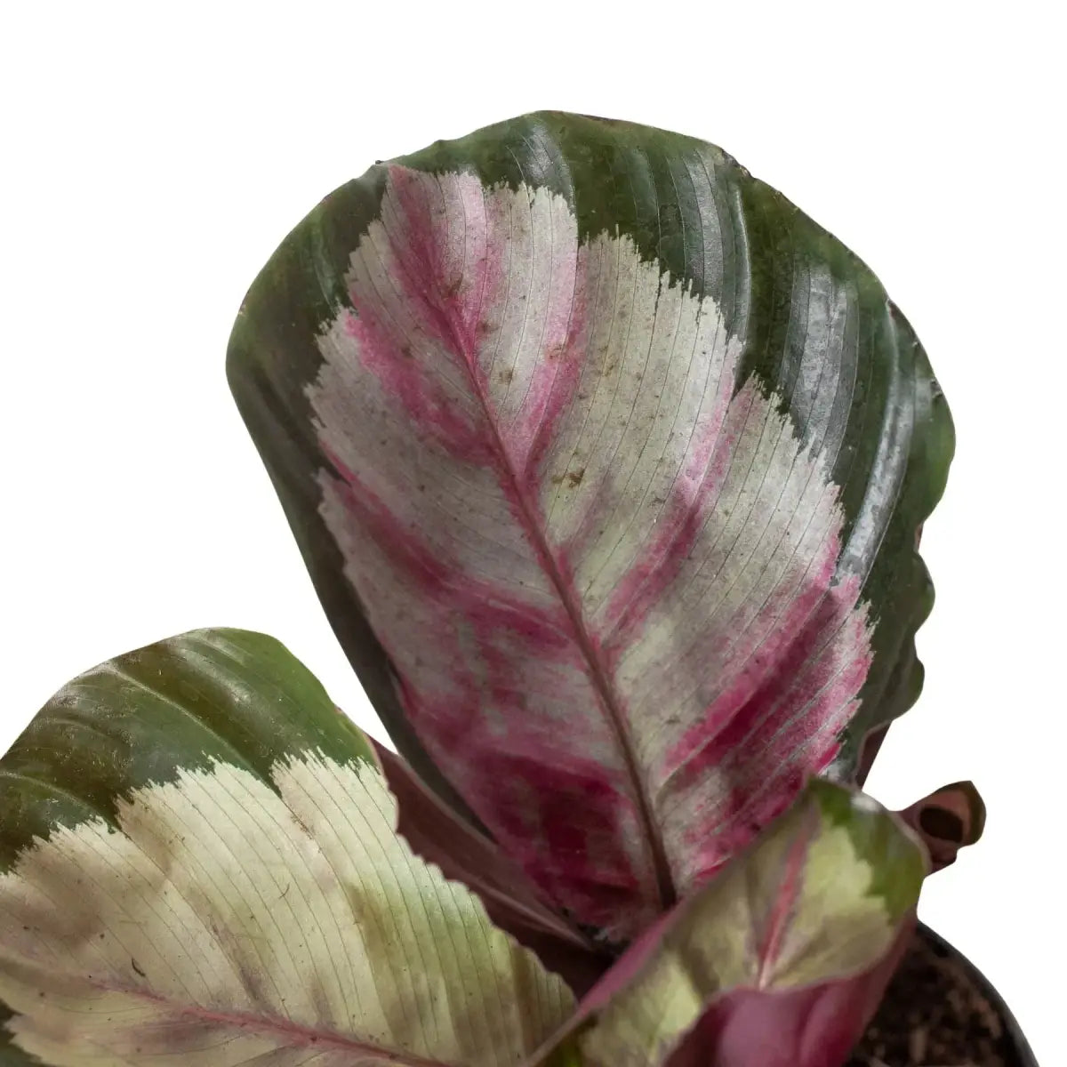 Calathea Roseopicta ’Silvia’ Plant - 4’’ Pot - House Plant Shop