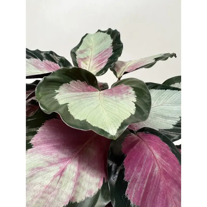 Calathea Roseopicta ’Silvia’ Plant - House Plant Shop
