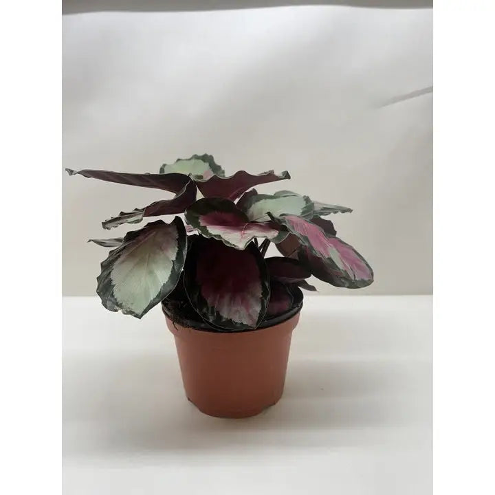 Calathea Roseopicta ’Silvia’ Plant - House Plant Shop