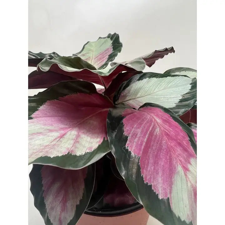 Calathea Roseopicta ’Silvia’ Plant - House Plant Shop