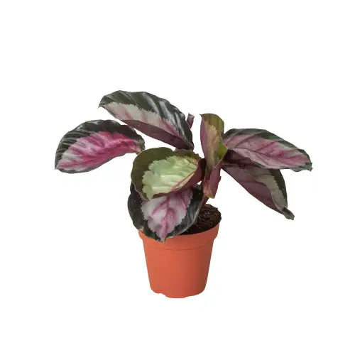 Calathea Roseopicta ’Silvia’ Plant - House Plant Shop