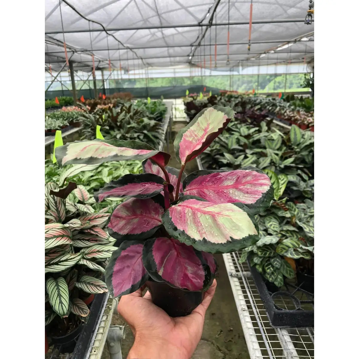 Calathea Roseopicta ’Silvia’ Plant - House Plant Shop