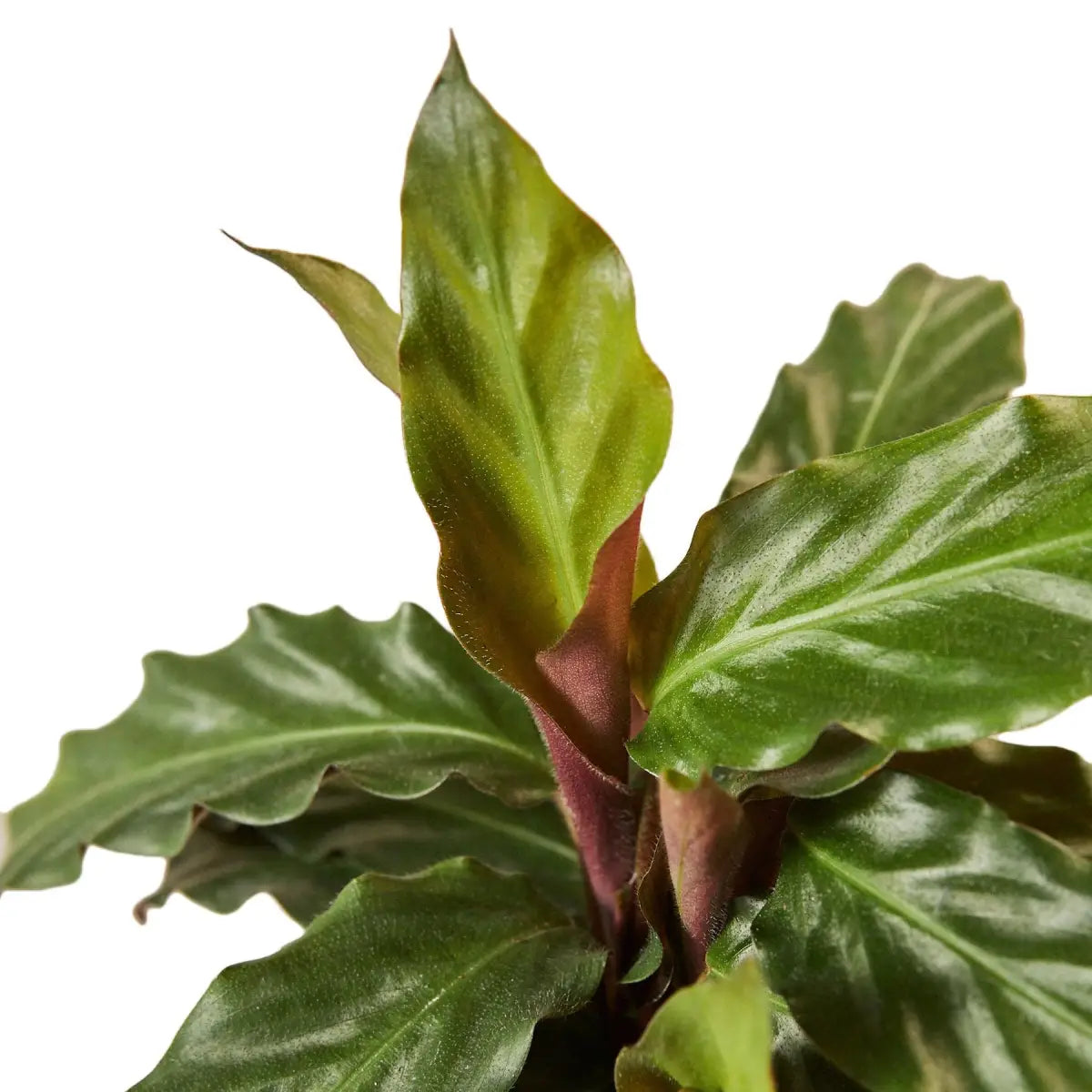 Calathea Rufibarba Plant - ’Furry Feather’ - 4’’ Pot - House Plant Shop