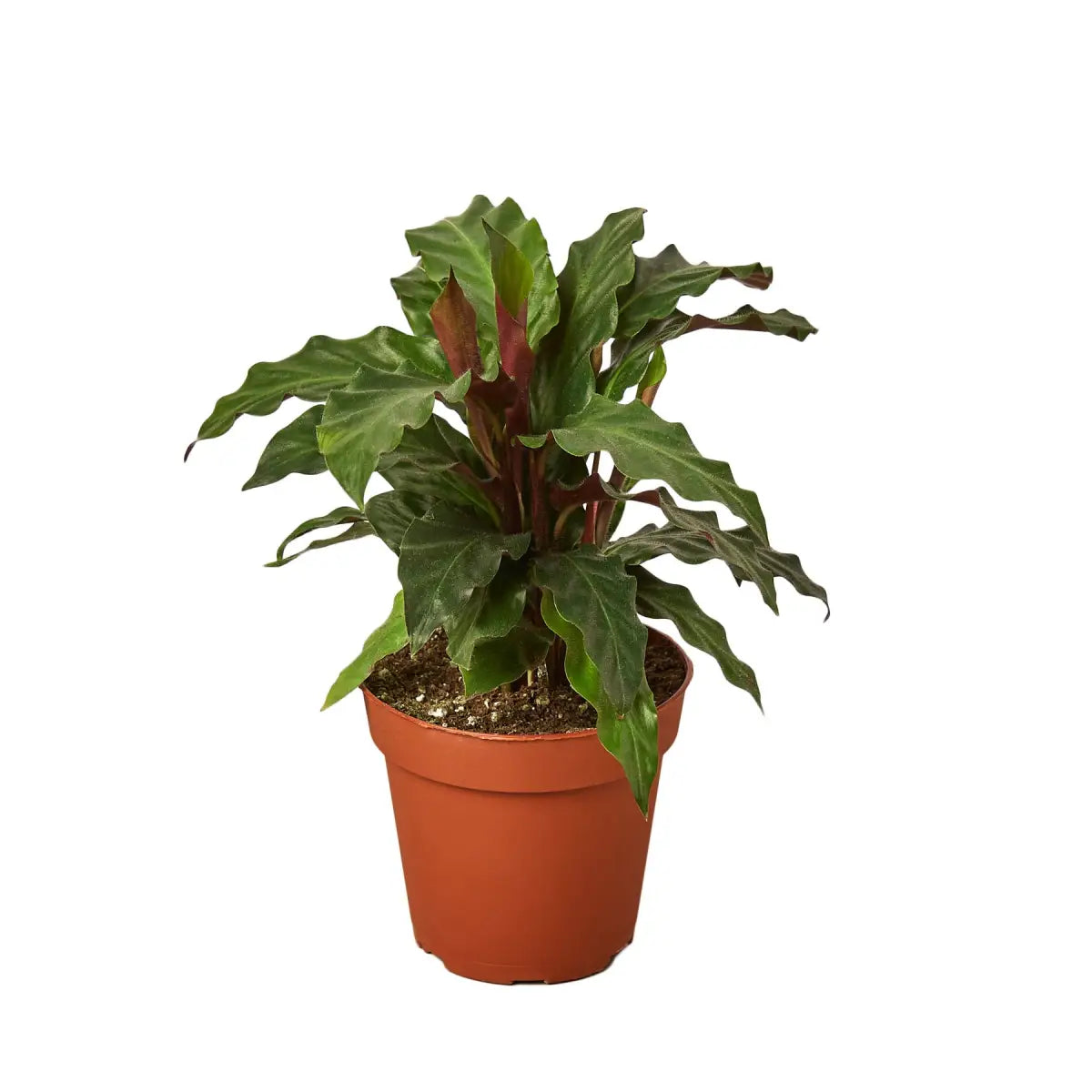 Calathea Rufibarba Plant - ’Furry Feather’ - House Plant Shop