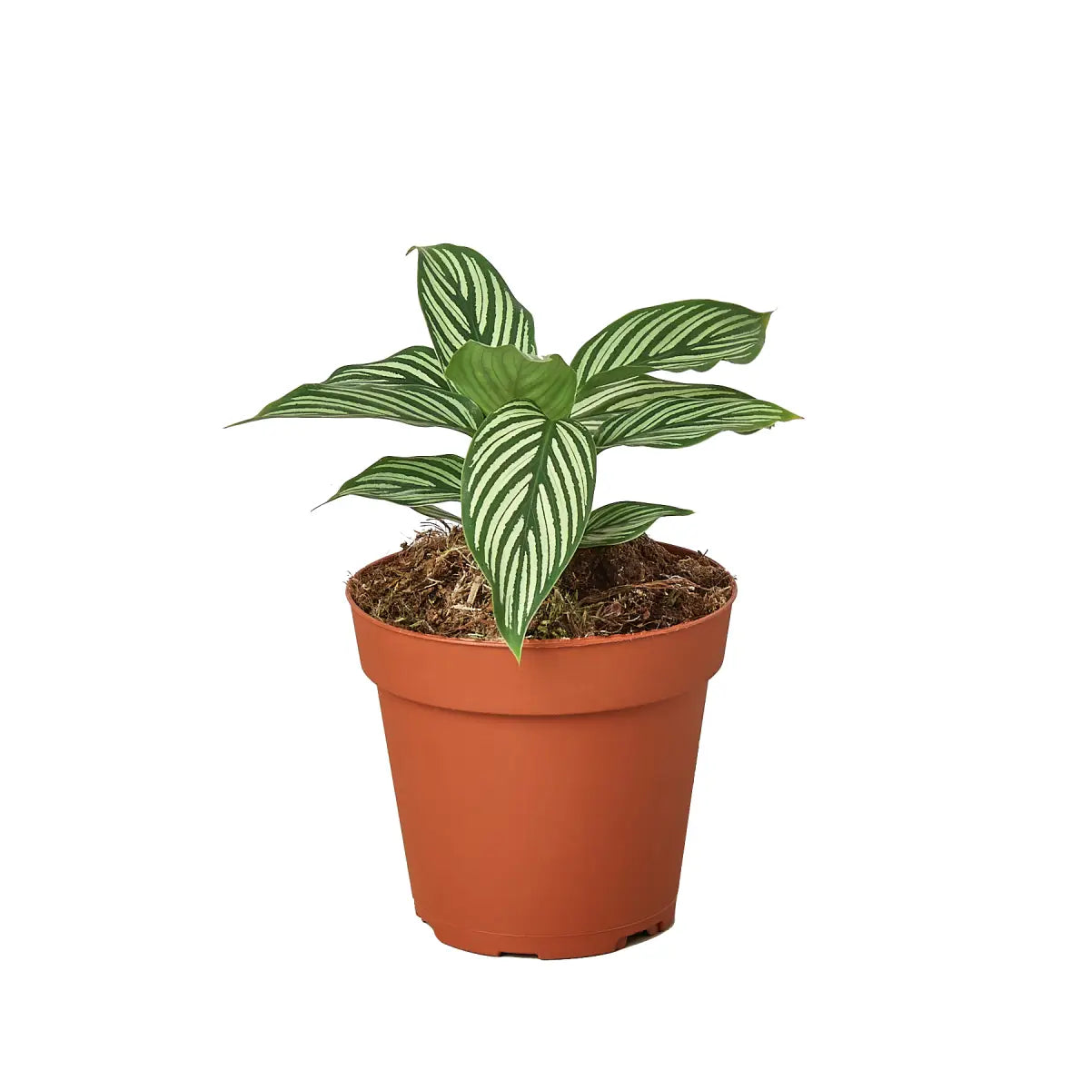 Calathea ’Vittata’ - House Plant Shop