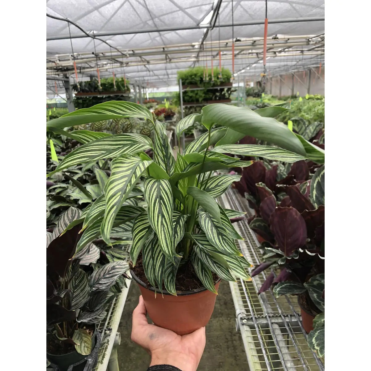 Calathea ’Vittata’ - House Plant Shop