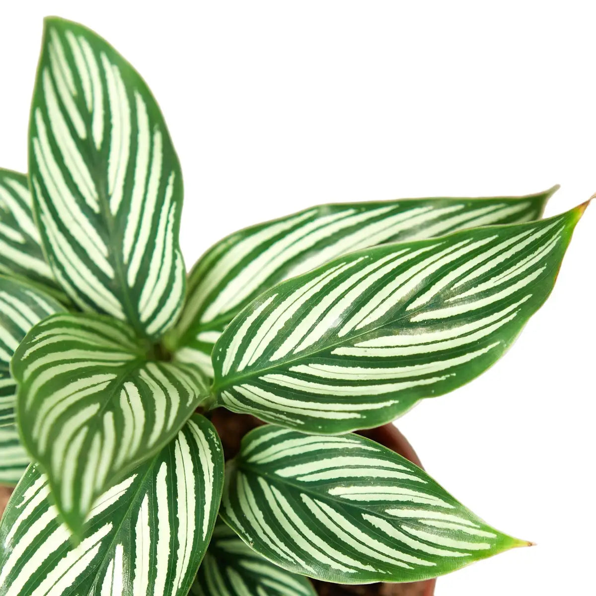 Calathea ’Vittata’ - House Plant Shop