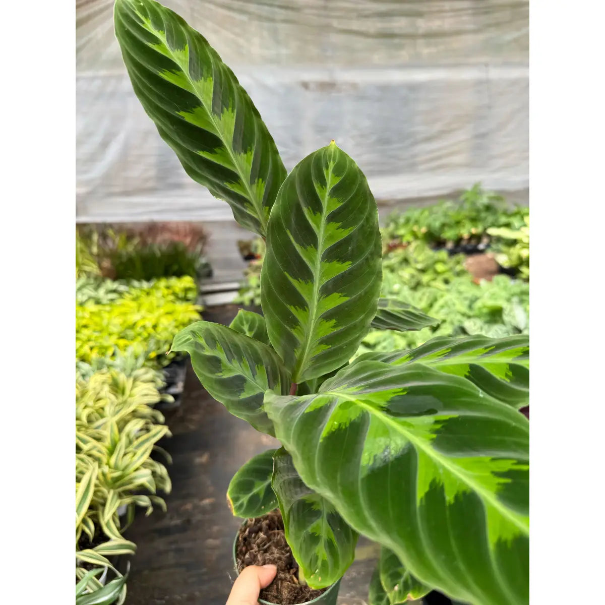 Calathea Plant - ’Warscewiczii’ - 6’’ Pot - House Plant Shop