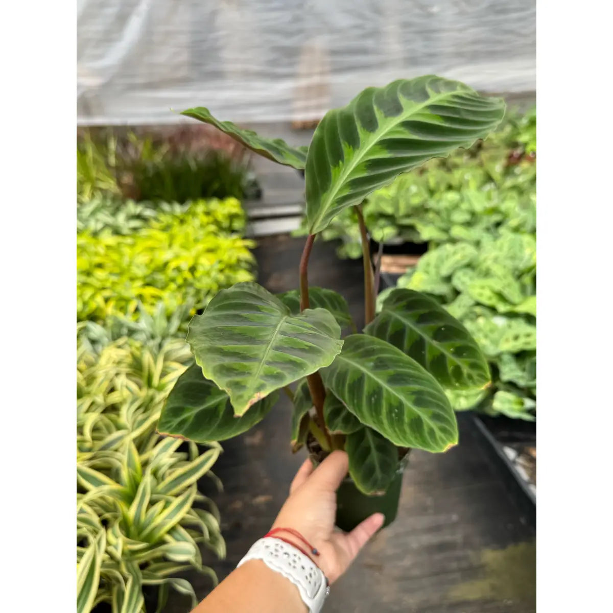 Calathea Plant - ’Warscewiczii’ - 6’’ Pot - House Plant Shop