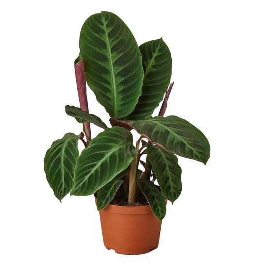 Calathea Plant - ’Warscewiczii’ - 6’’ Pot - 6’’ Pot - House Plant Shop