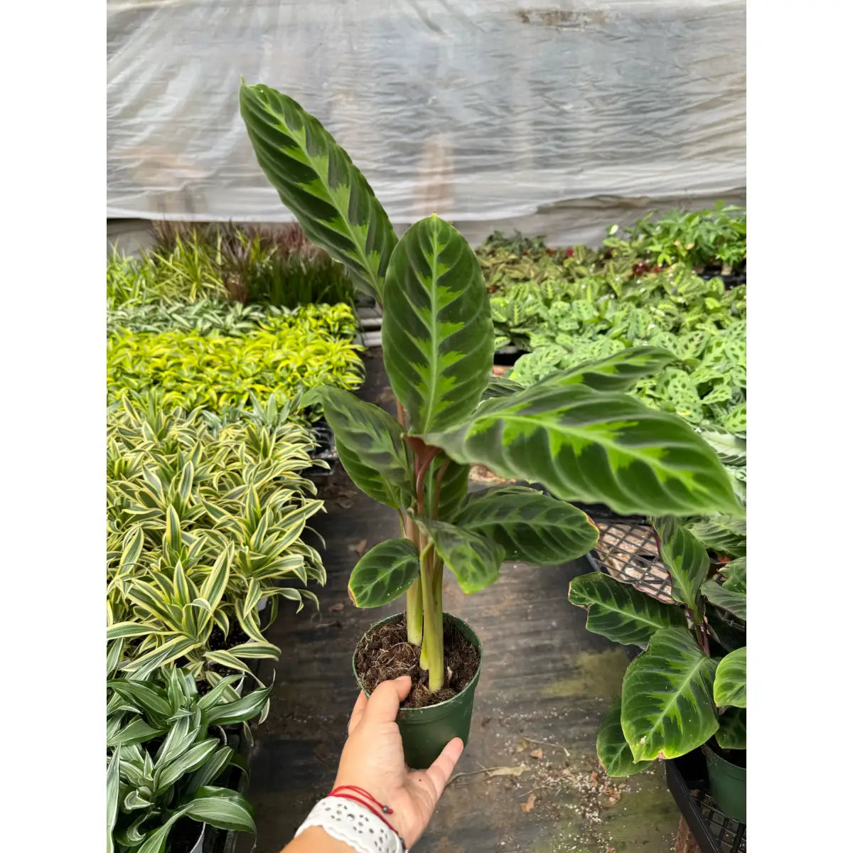 Calathea Plant - ’Warscewiczii’ - 6’’ Pot - House Plant Shop