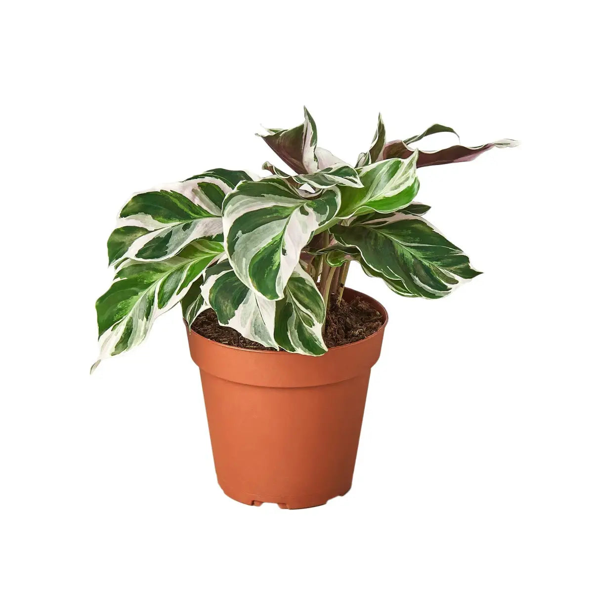 Calathea Plant - ’White Fusion’ - House Plant Shop