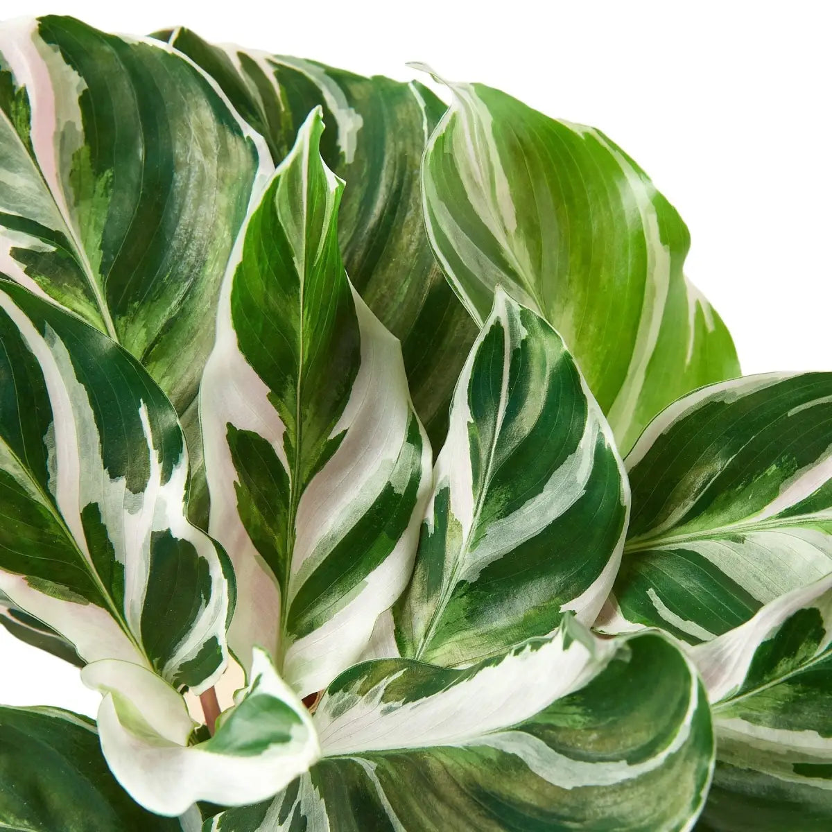 Calathea Plant - ’White Fusion’ - 2’’ Pot - House Plant Shop